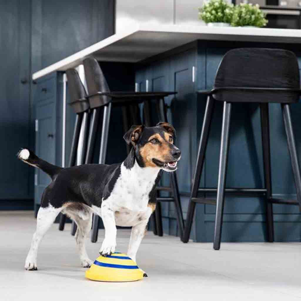 Indoor Woof Glider Sounding Pet Dog Disc